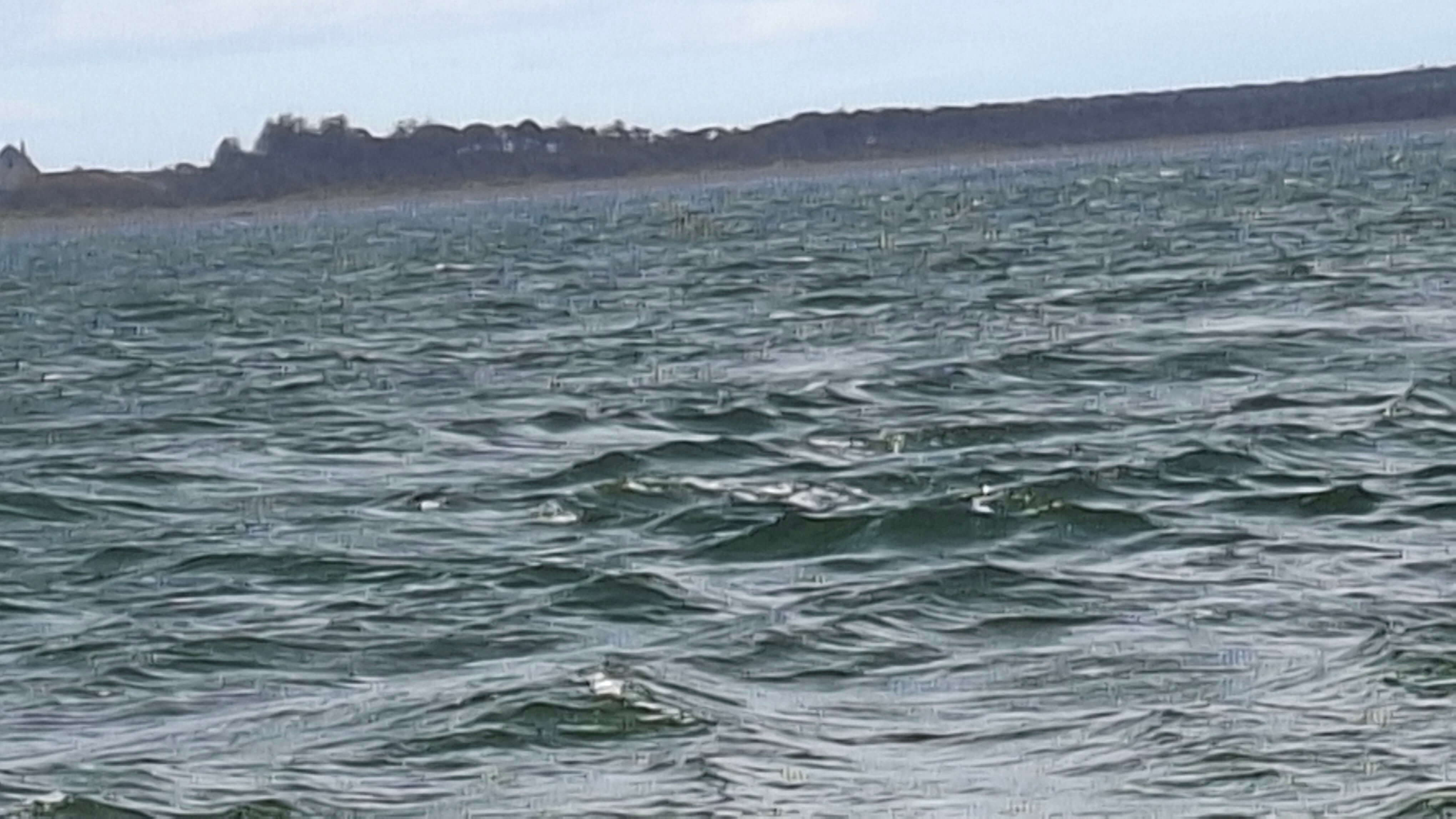 Chanonry Bay