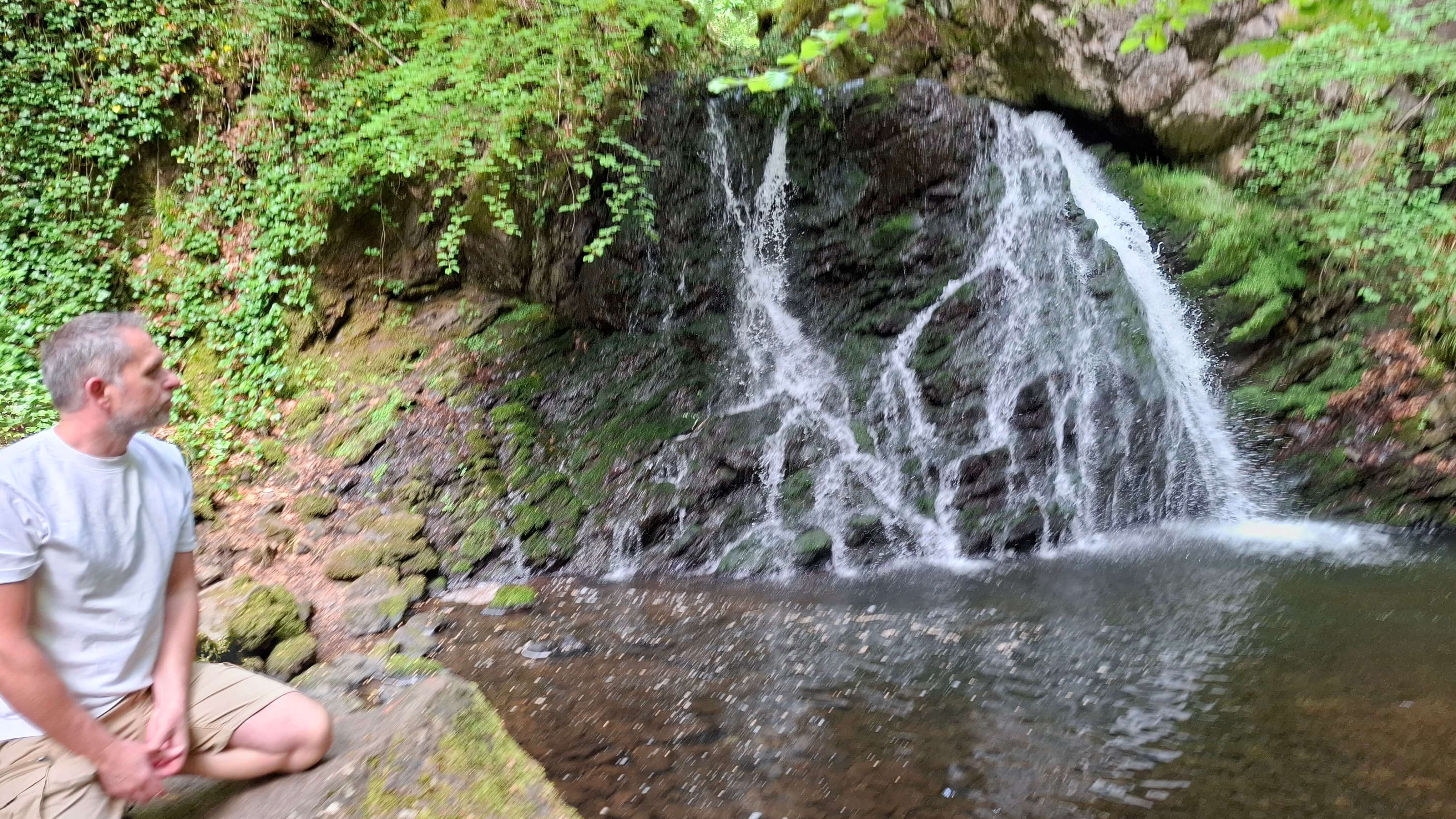Ancient trees in Fairy Glen