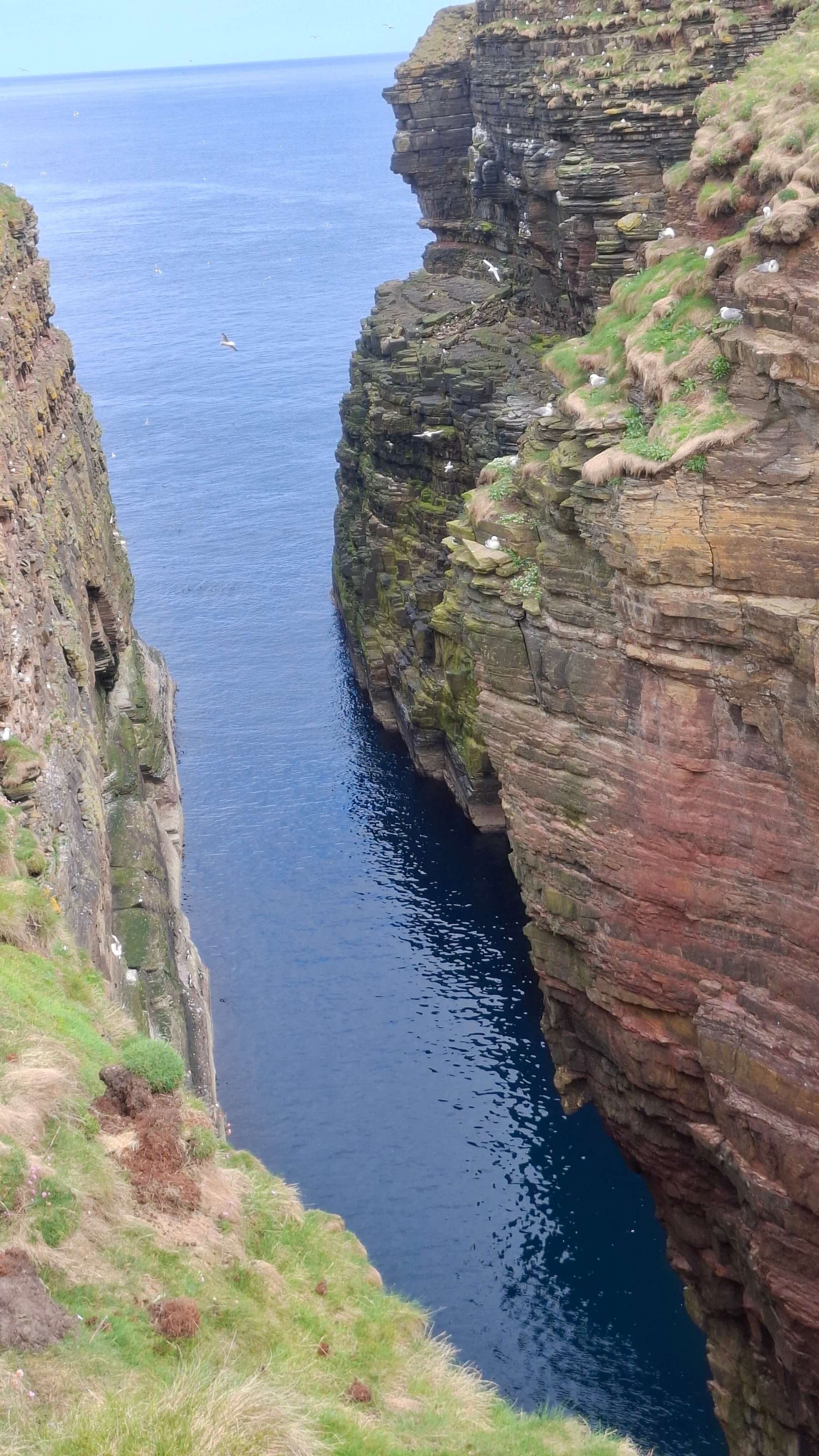 Seabirds on the cliffs