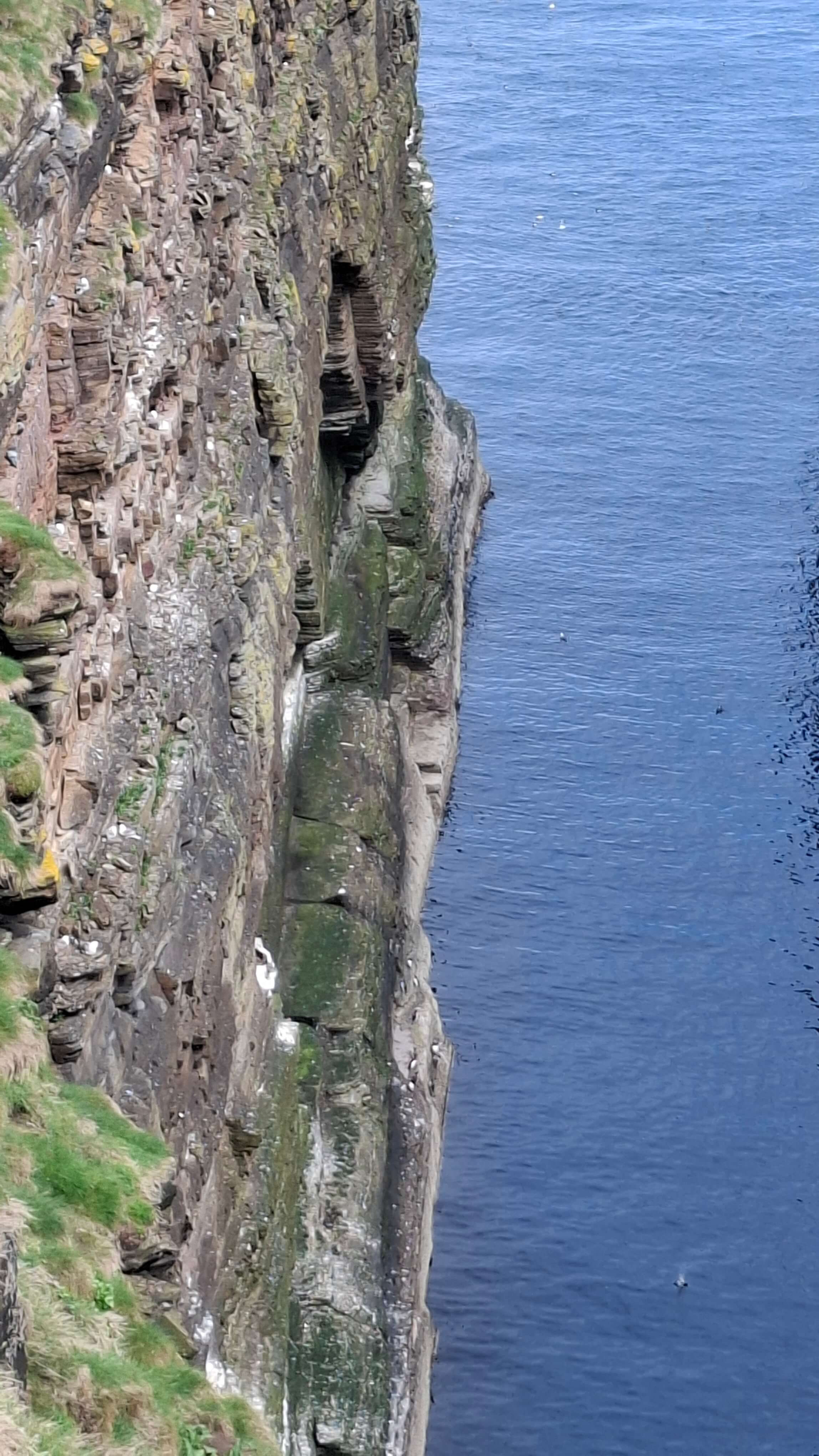 A puffin - a genuine bucket-list moment