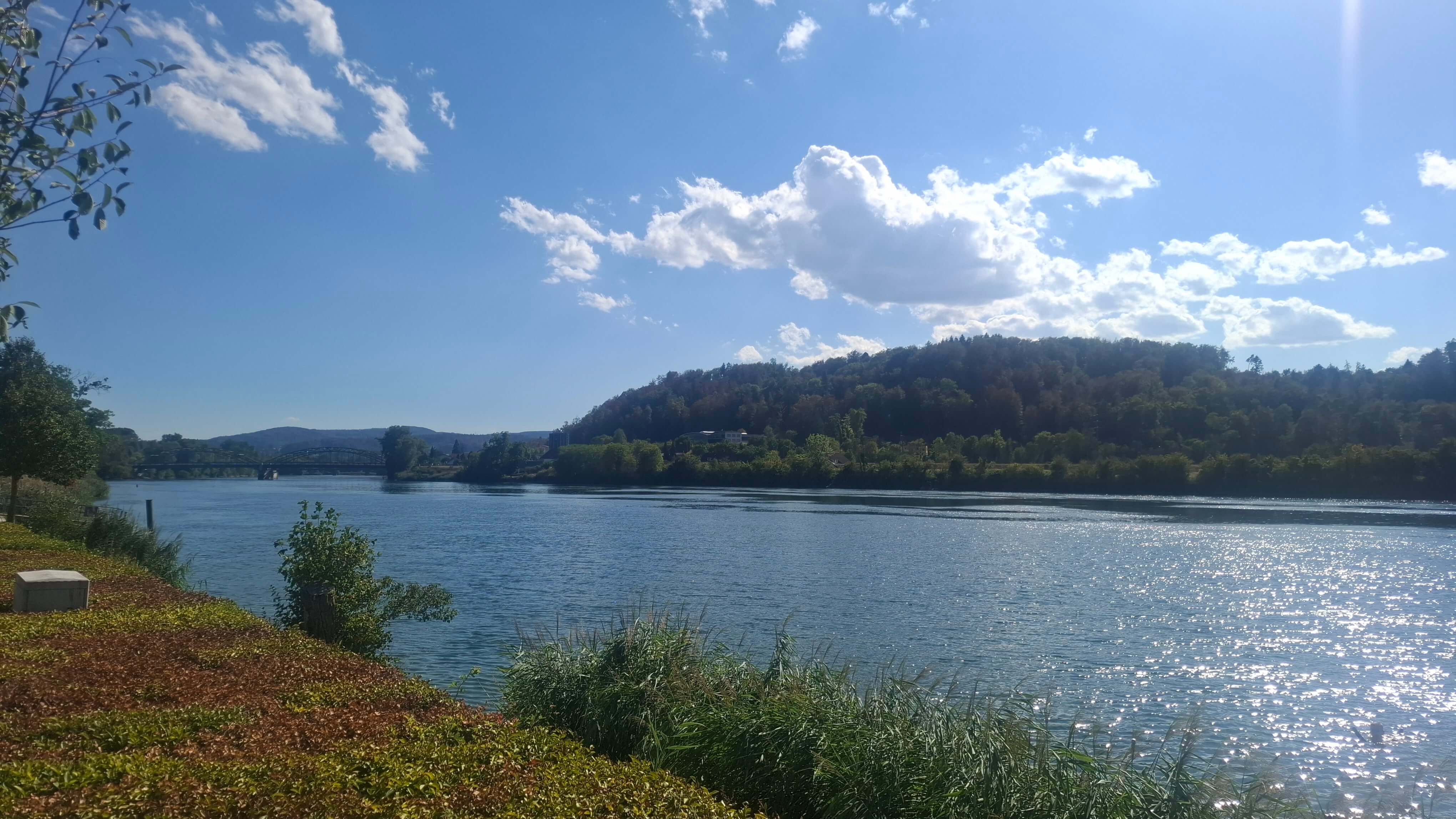 Wild swimming in the Rhine